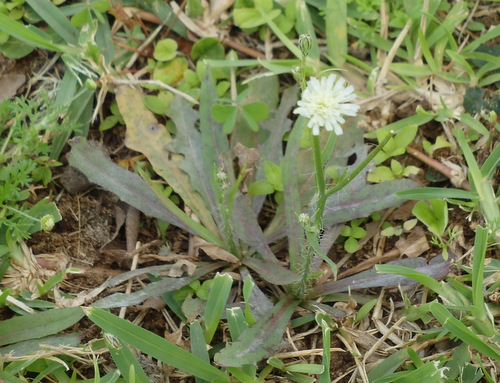 A White Dandelion.